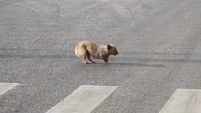 “可以不爱 但请不要伤害”