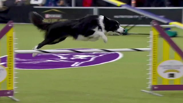 极限狗狗向前冲，5只神犬上演极限障碍赛，最快通关奖金五万