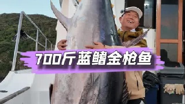 新西兰三皇岛解锁稀有巨型蓝鳍金枪。