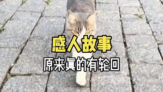 我害怕你认不出我，所以我换了和以前一样的皮肤又回来了！