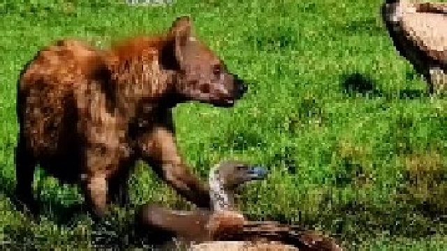 一只小牛犊掉进淤泥中，被鬣狗和秃鹫发现了