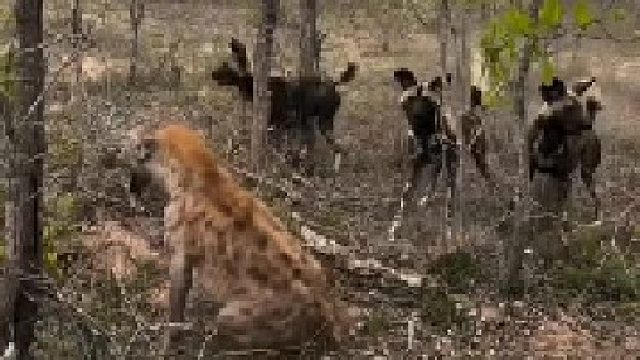 斑鬣狗抢走野狗食物，野狗群找到一只落单鬣狗，向鬣狗展开报复！