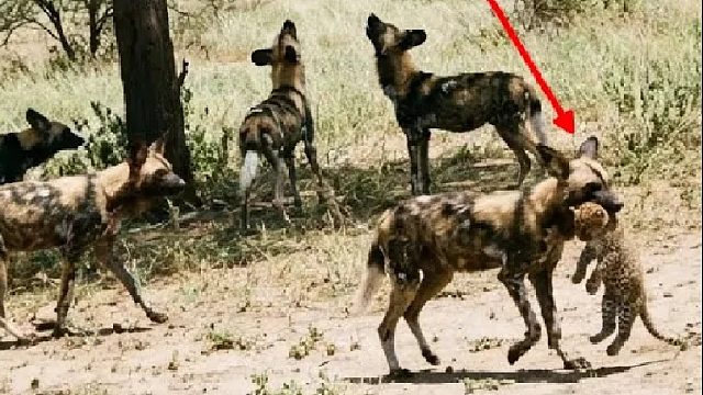 野狗群当着花豹妈妈的面将他幼崽给撕了