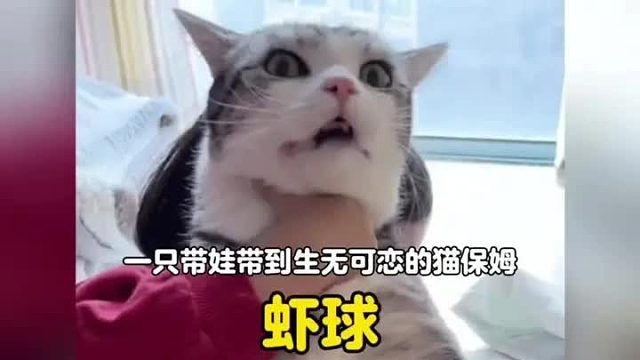 一只带娃带到生无可恋的猫咪，上尊老下爱幼，带着中间的随便揍