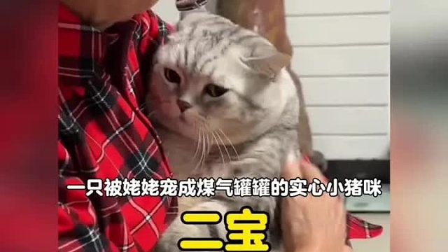 一只被姥姥宠成煤气罐罐的实心小猪咪