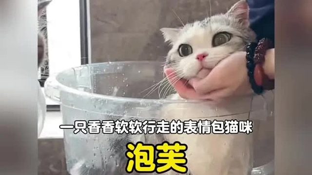 一只香香软软可爱到冒泡的表情包猫咪