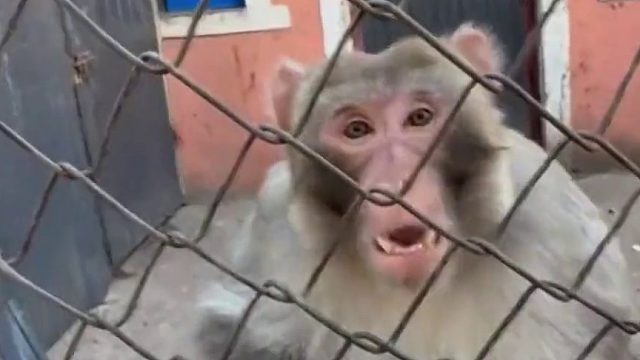 猴王的“暴躁”日常 火力全开