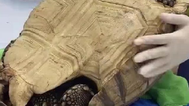 乌龟：本来上坡就慢，这下直接溜坡了，真倒灶的玩意