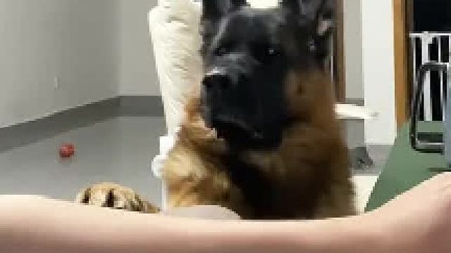 “人狗情未了”：狗子：你问我什么时候最紧张？屎到临头了都……