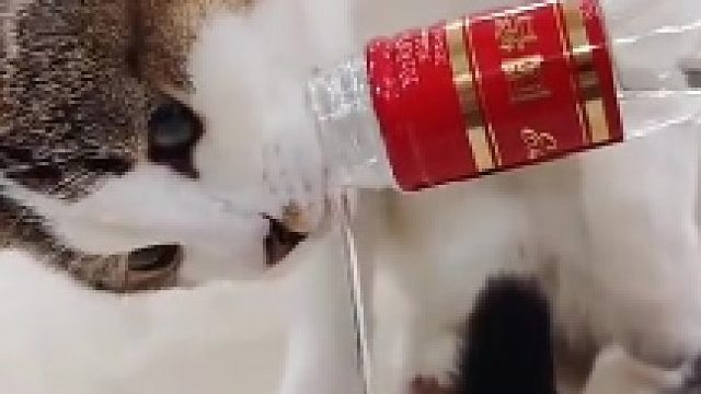 之前总说活得不如狗，现在连猫都不如了。