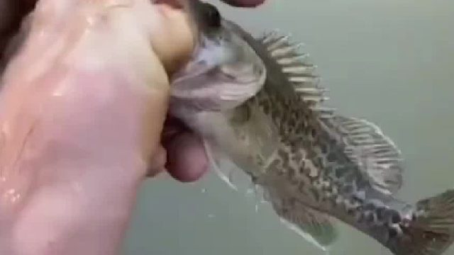 奇怪的钓鱼方式 不用鱼钩也能抓到很多大鱼