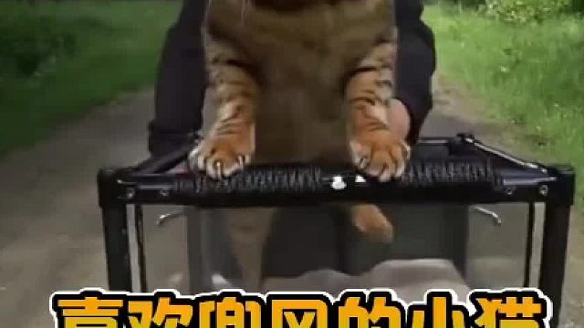 喜欢兜风的猫 一只有趣的小猫每天都会和主人出去兜风