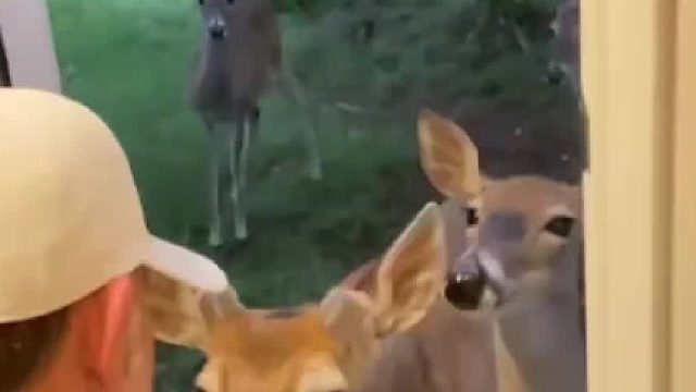 一个能和野鹿相处的善良大叔