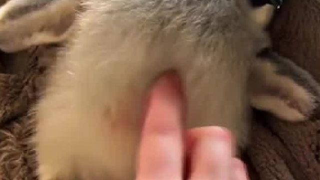 盘点那些超可爱的动物，谁是你心目中的No.1