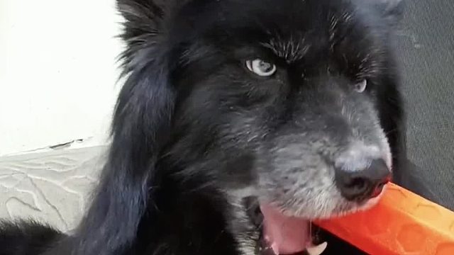 盘点搞笑视频名场面瞬间