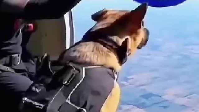 从飞机纵身跃下的德牧，空中还要穿圆环？这波跳伞挑战直接封神