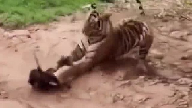 我感觉这只狗就算体型跟这只大猫咪一样也照样干不过它。