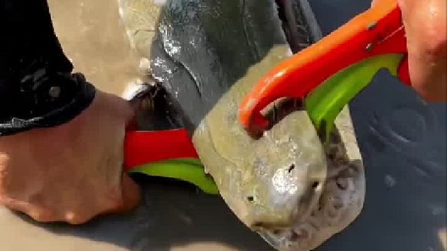 摘什么头剁了剁椒鱼头