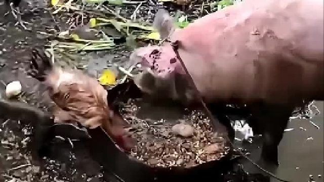 这真的兄弟们。猪饿急了，连人都吃，你觉得呢？