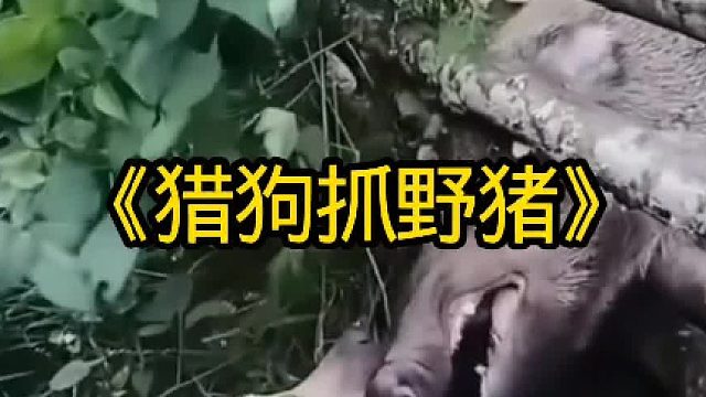 猎狗抓野猪