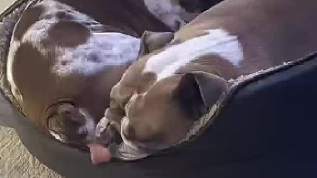 你是不是放屁了