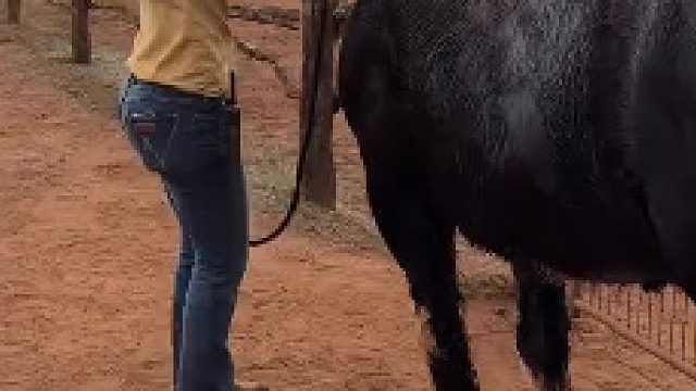 马儿的搞笑事件。