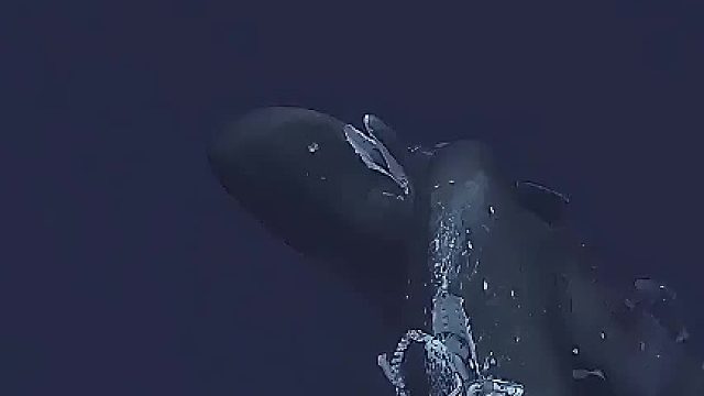 抹香鲸：就是一盘菜，怎么还得瑟上了 1抹香鲸水下不呼吸，大王乌贼堵气孔策略无效 2抹香鲸一旦咬住大王乌贼可以上浮，深海动物会在上浮过程当中因为压力环境的变化死亡