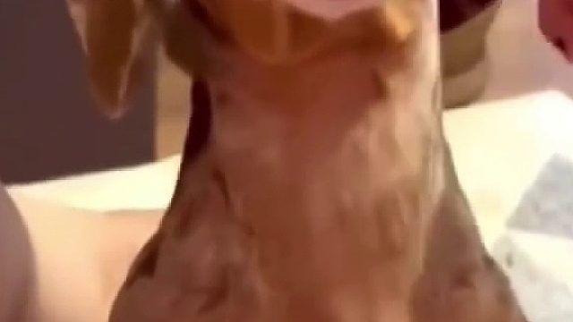 狗狗对抚摸的反应