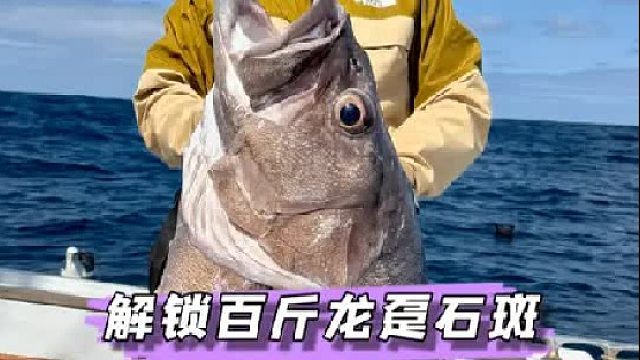 新西兰解锁龙趸石斑鱼。