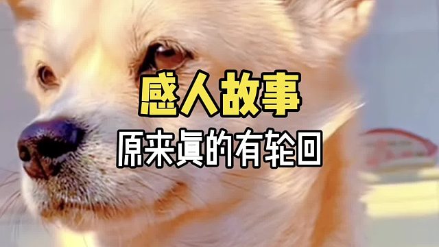 原来离开世界的宠物真的还会回到你的身边…