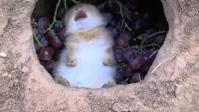 早上好，今天不解压了！祝大家都像视频中一样舒服的度过一整天！