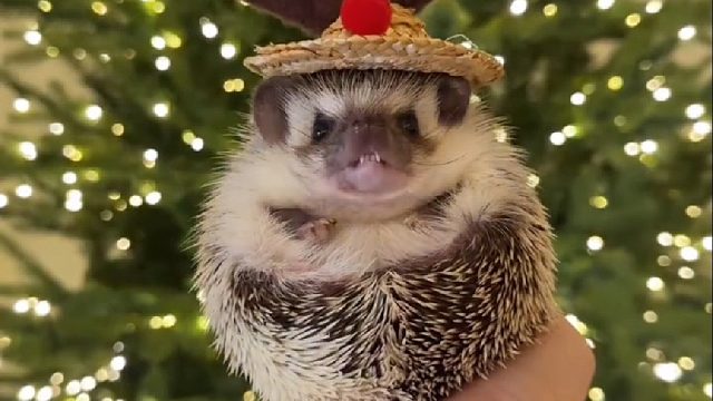 国外小姐姐救助了只卡在铁门上的刺猬，不料好心收养后竟带来意外惊喜