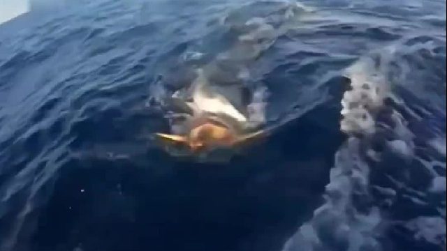 凶狠的鲨鱼追杀一只九十九岁海龟