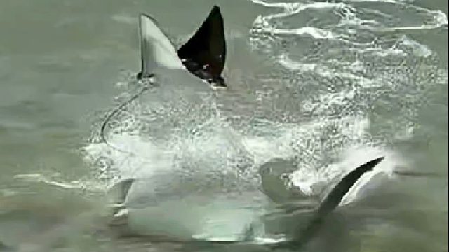 海洋清道夫鲨鱼追杀魔鬼鱼的惊险一幕