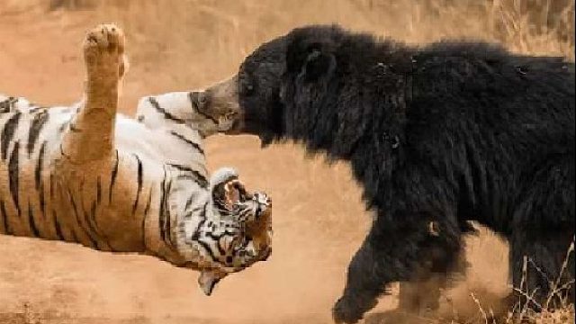 老虎与黑熊大战三百回合，终究是一场噩梦