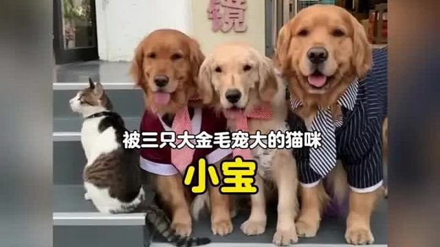 被三只大金毛宠大的猫咪也太幸福了