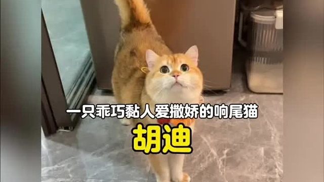 一只又奶又夹尾巴会蹦迪的猫咪，果然会撒娇的小猫最好命