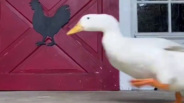 一只喜欢参加马拉松的鸭子居然还拿了名次