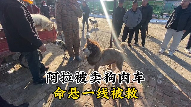 养狗一定要看好自己的狗，不是所有的狗都能像这个阿拉那么幸运！