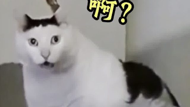 在广东生活4年的外国人，对下雪的理解