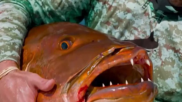 钓鱼佬用五十斤的大红鱼当诱饵