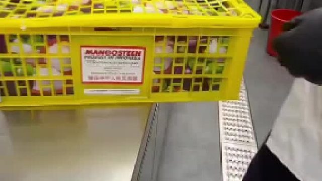 100个山竹榨汁做无水冰淇淋是什么体验这个纯山竹冰淇淋真的太可怕了。#全网热点共创计划#