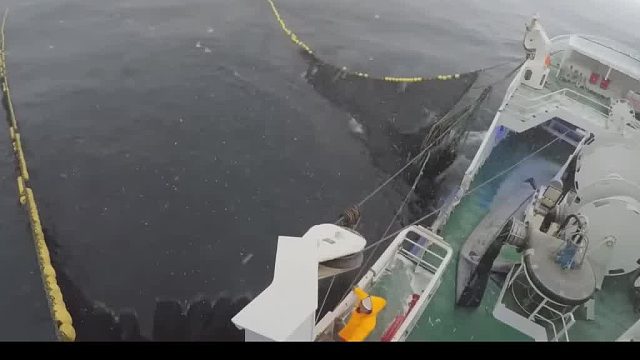 沙丁鱼罐头工厂探秘！从海洋到工厂看完这个视频我知道为什么用沙丁鱼罐头形容地铁车厢了，茄汁沙丁鱼罐头是我的最爱