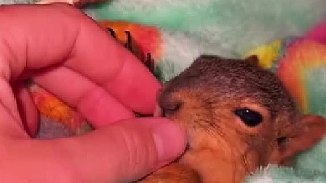 小哥砍树不小心毁了小松鼠的家，出于愧疚将它带回家照顾