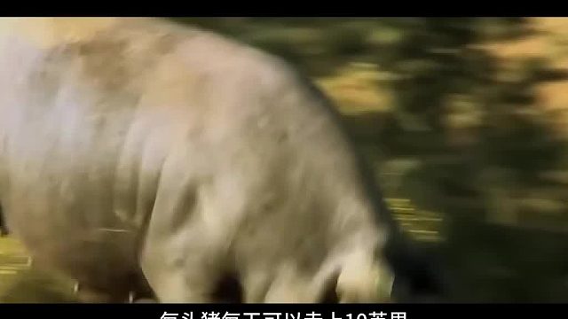 世界顶级火腿需要3年做好，像酿酒一样油管 Food Tech Today西班牙的伊比利亚火腿被称为世界第一的火腿，如何制作的呢？为什么需要3年？从猪的养殖讲起。