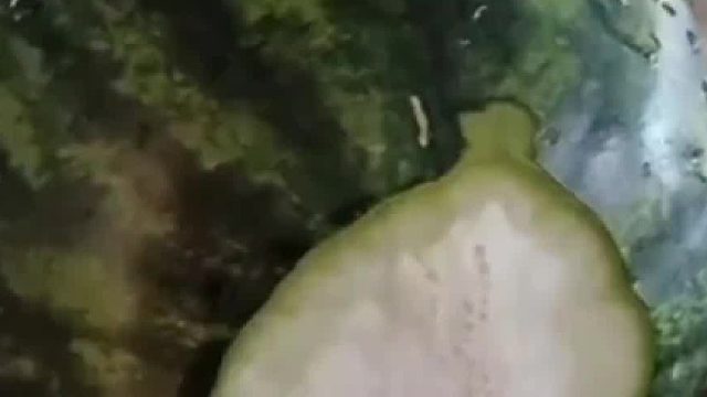 流出白色粘液千万不要吃它