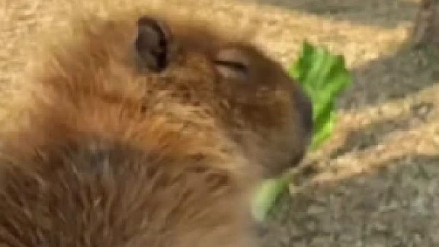 好多豚豚！！！欢迎来到卡皮巴拉的世界！！#全网热点共创计划#