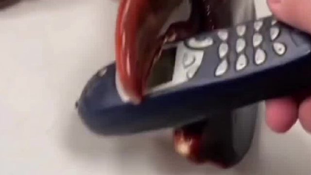 虾的大钳子力量有多大能否夹爆手机