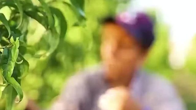 桃子罐头工厂揭秘！小时候生病才有的待遇！第一视角直击桃子罐头的诞生全过程！