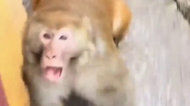 猴子的无语瞬间，一群不干人事的老六！